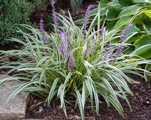 Variegated-lirope-with-purple-blooms