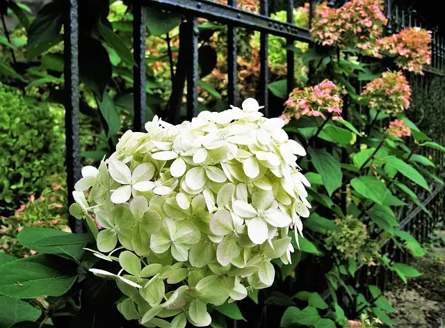 accent shrubs for sale jtr garden center