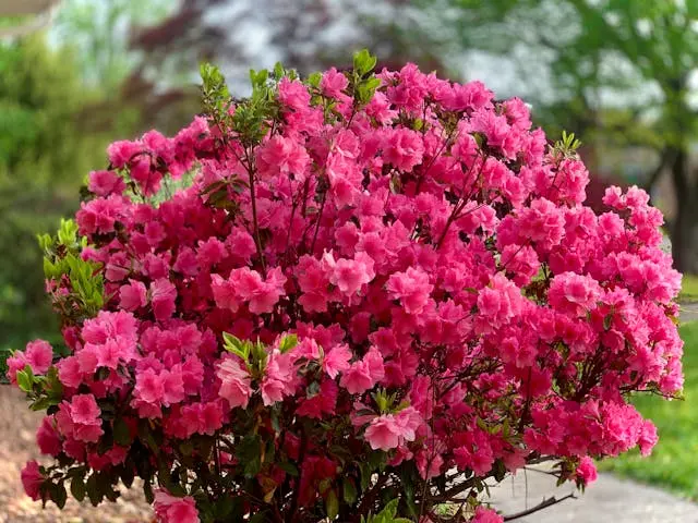 Flowering shrubs available at JTR Garden Center in Youngstown Ohio