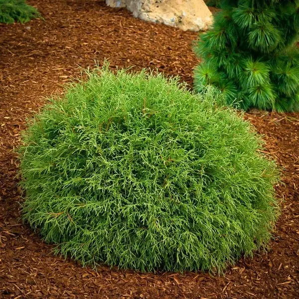 bowling ball arborvitae