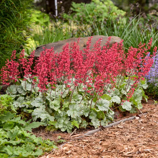 Coral Bells perennials