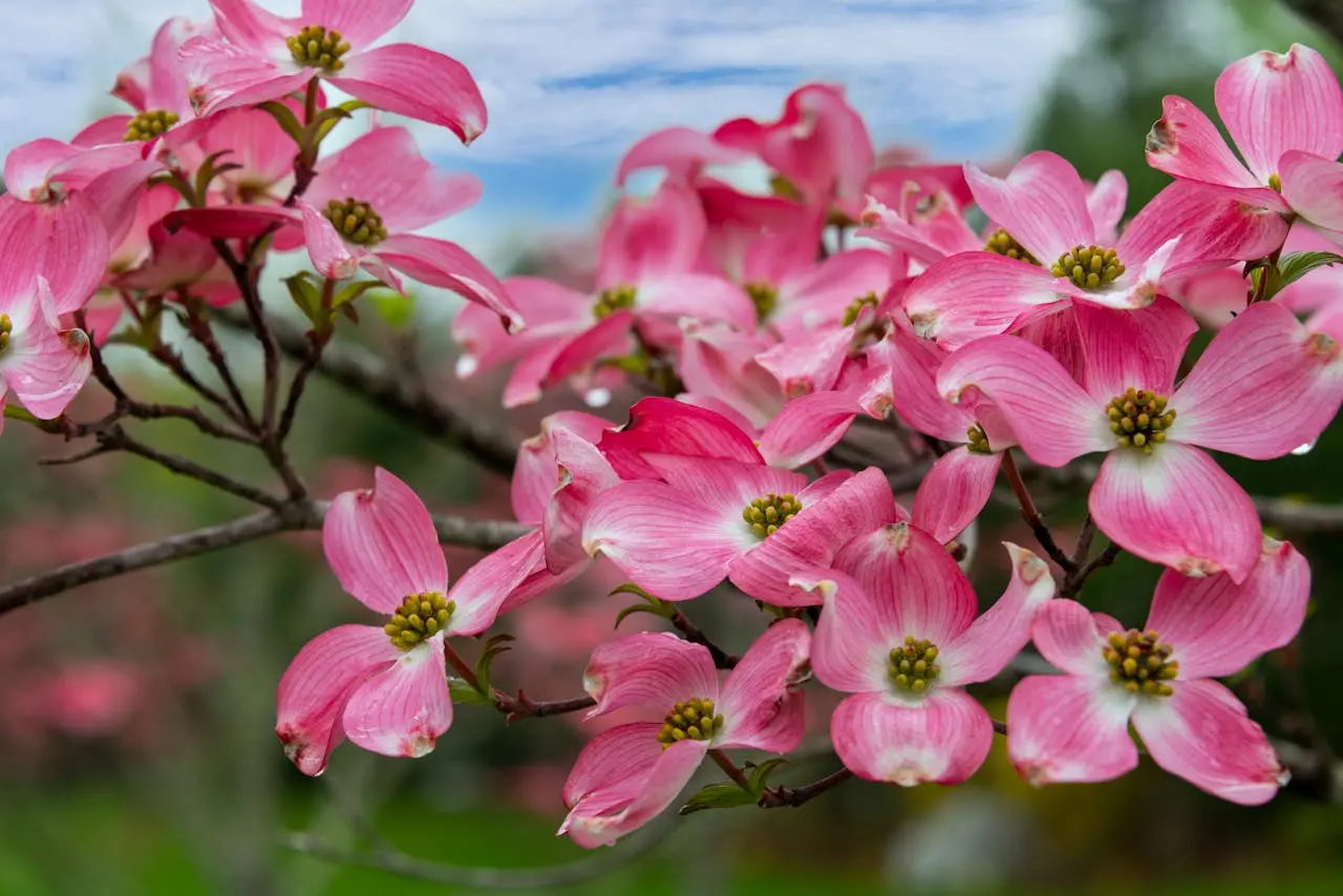 Pink flowering dogwood tree available at JTR Garden Center for landscape planting