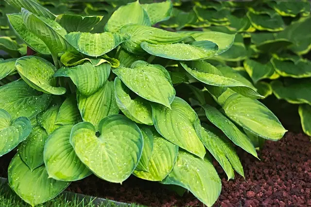 hostas-for-your-home-garden-jtr-garden-center