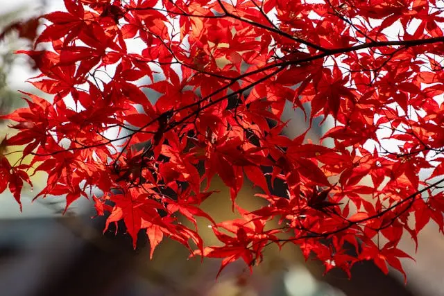 Japanese Maple Trees available at JTR Garden Center in Boardman for planting in Ohio