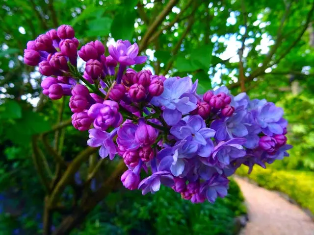 Lilac Trees available at JTR Garden Center in Boardman for planting in Ohio