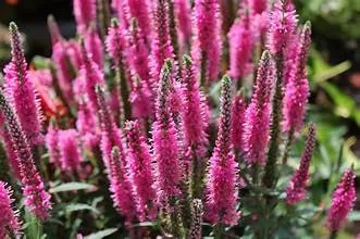 Pink seasonal flowering plants available at a garden center