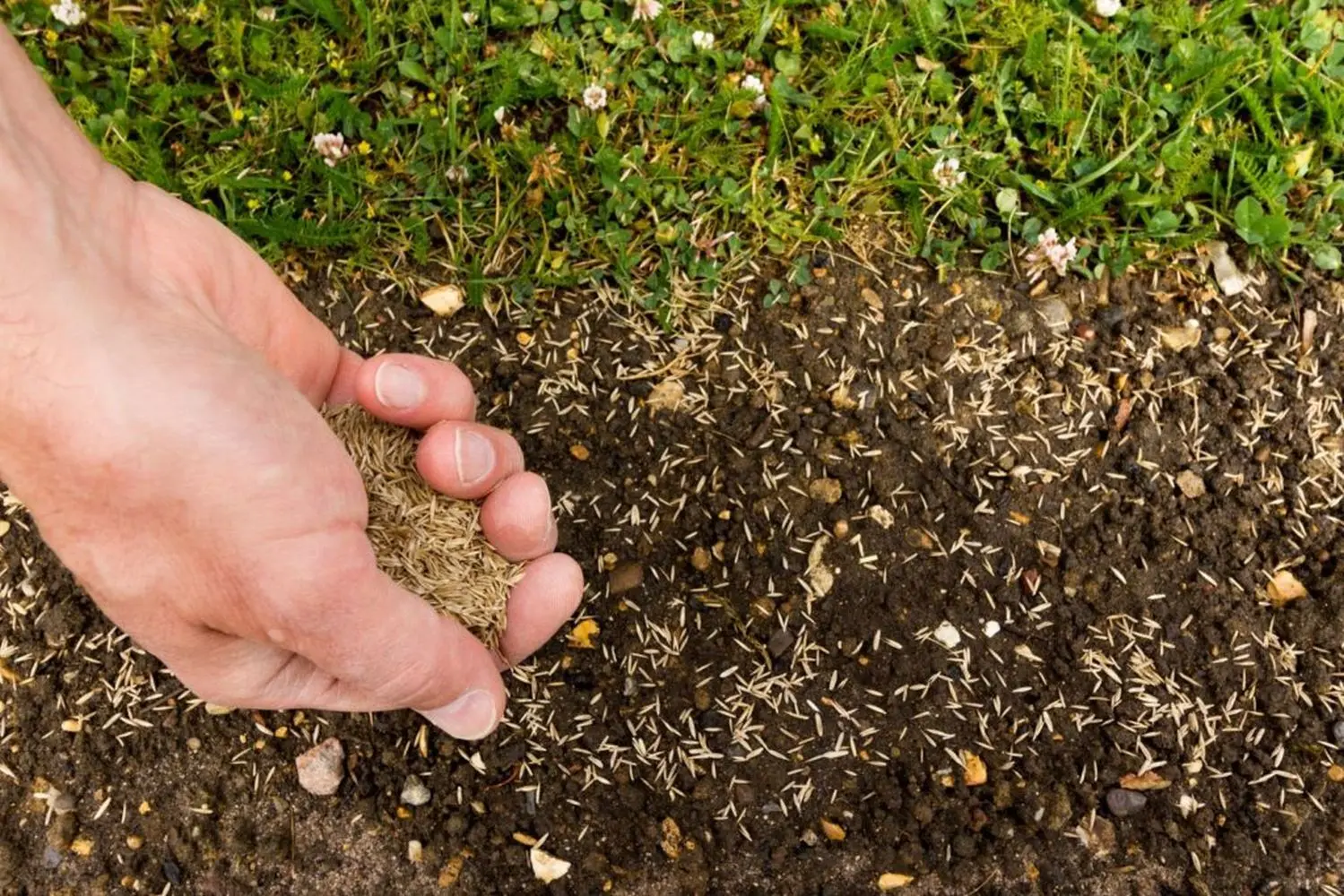 Hand spreading grass seed over freshly prepared soil on a sunny day for new lawn installation at JTR Garden Center in Youngstown Ohio