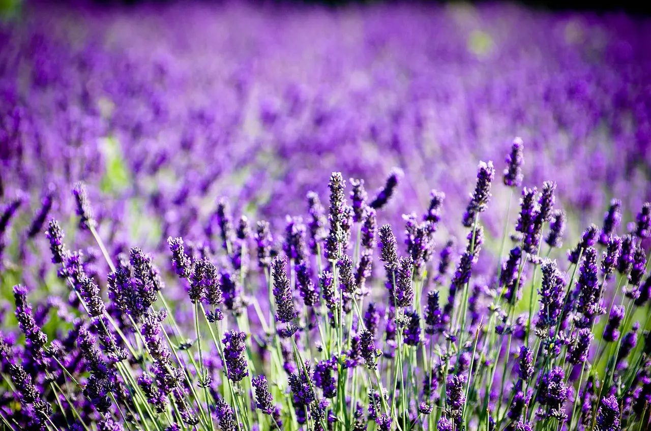 Lavender seasonal perennial plants available at JTR Garden Center for landscape color
