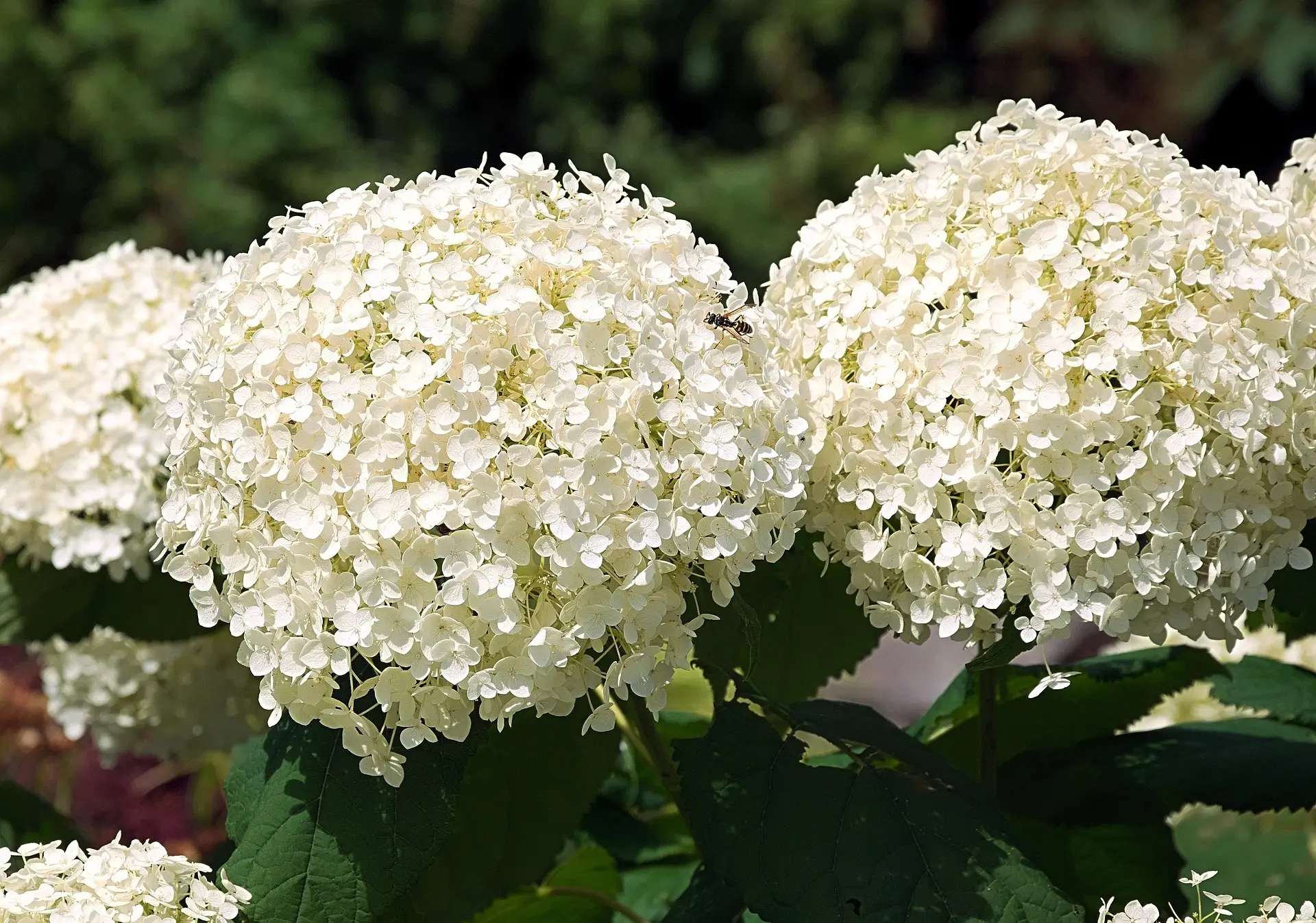 White hydrangea shrubs available at JTR Garden Center for landscape planting