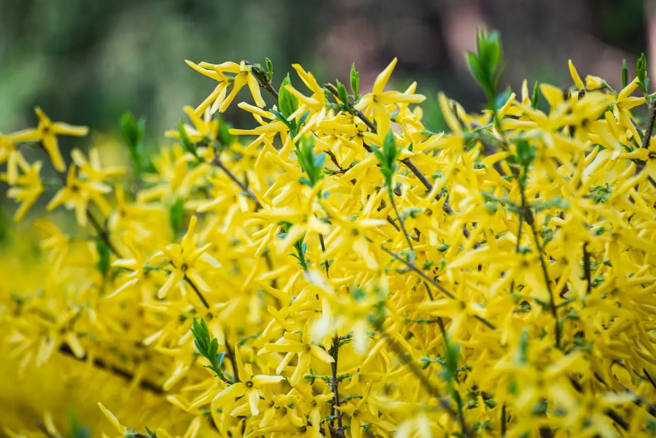 Yellow flowering shrub plants available at JTR Garden Center for landscaping and seasonal color